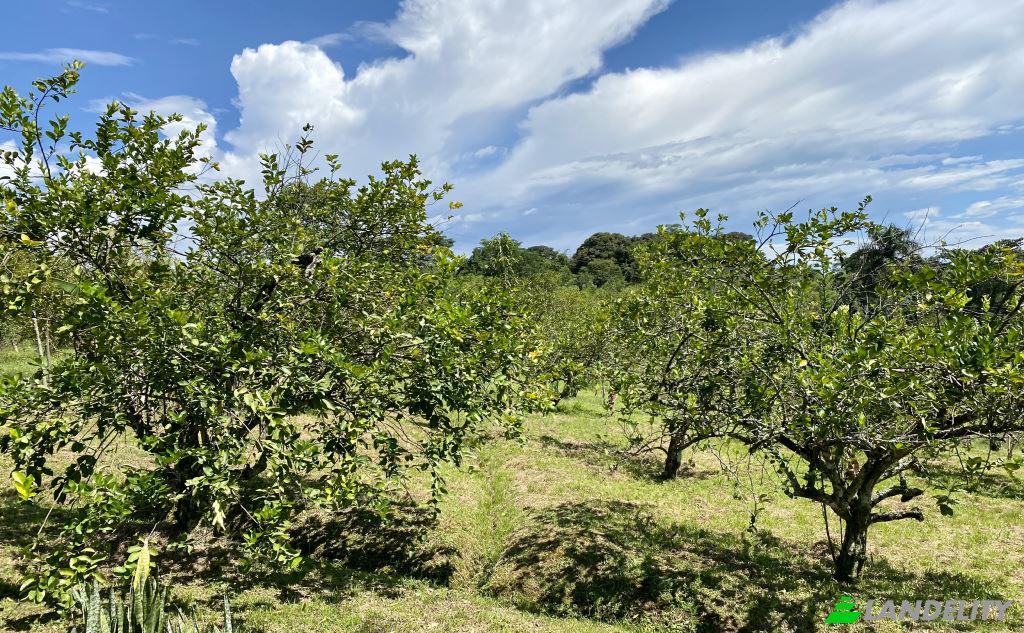 Single Family Home for Sale Via sin nombre, Viterbo, Caldas, Colombia. Photo 4