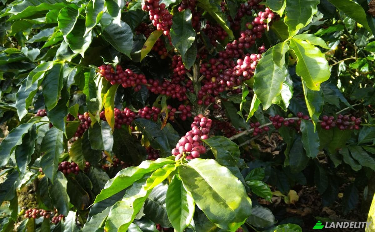Bauernhof/Ranch zu verkaufen Provincia de Alajuela, Alajuela Province, San Ramon, Costa Rica. Foto 6