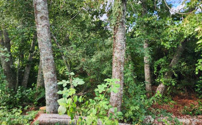 Land Lot for Sale Calle Linea Ferrea 100. Photo#5 Land Lot for Sale Calle Linea Ferrea 100. Photo#5