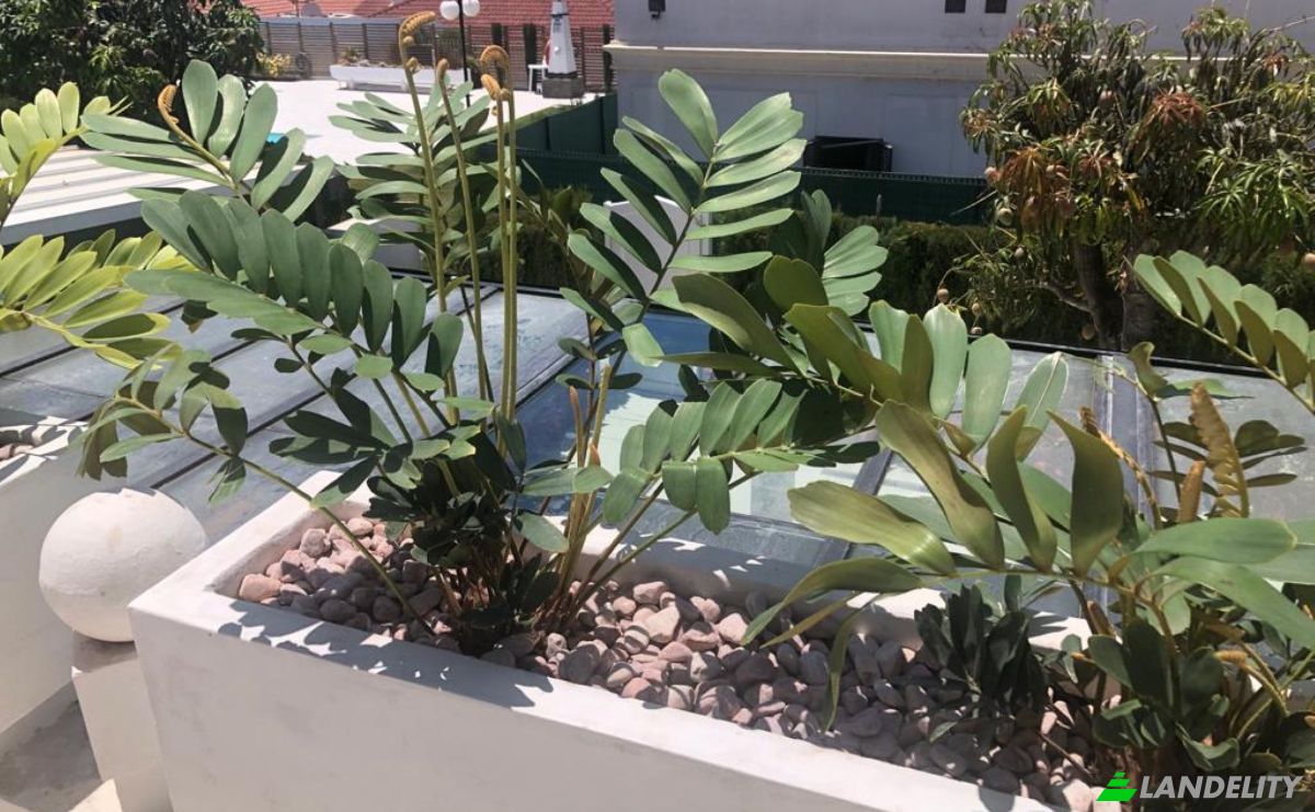 Dom jednorodzinny na sprzedaż C Fragata, Pasito Blanco, Las Palmas, Canary Islands, Spain. Zdjęcie 17