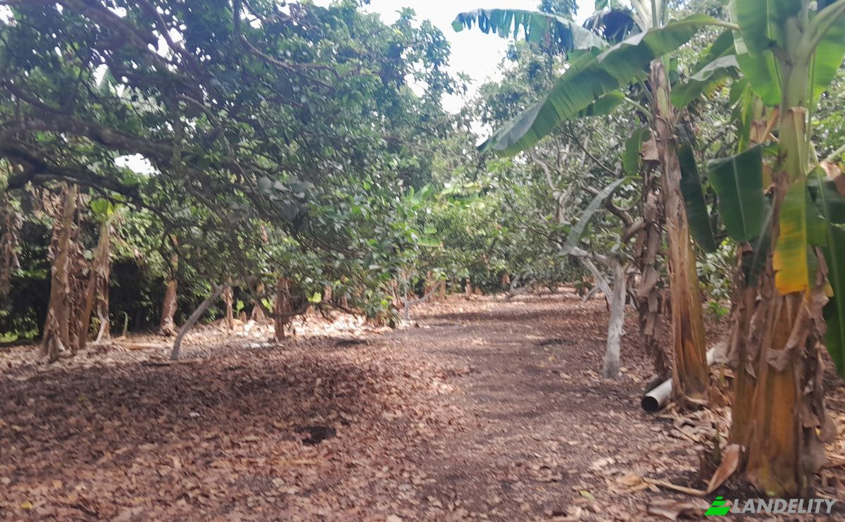 Boerderij/Ranch Te koop San LORENZO, Armero, Tolima, Colombia. Foto 20