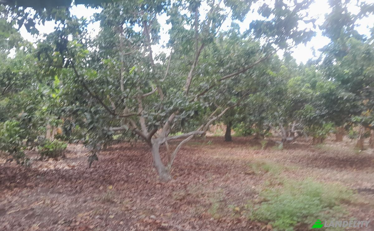 Boerderij/Ranch Te koop San LORENZO, Armero, Tolima, Colombia. Foto 21