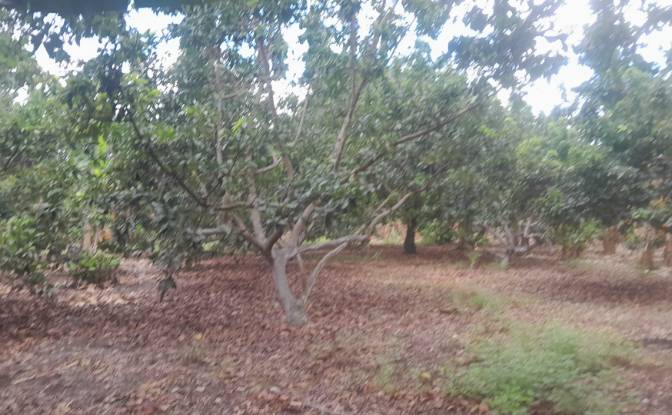 Boerderij/Ranch Te koop San LORENZO, Armero. Foto#21