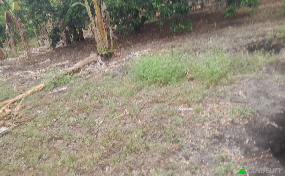 Boerderij/Ranch Te koop San LORENZO, Armero, Tolima, Colombia. Foto 23