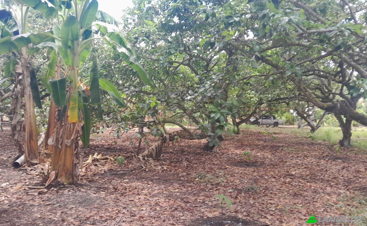 Boerderij/Ranch Te koop San LORENZO, Armero, Tolima, Colombia. Foto 24