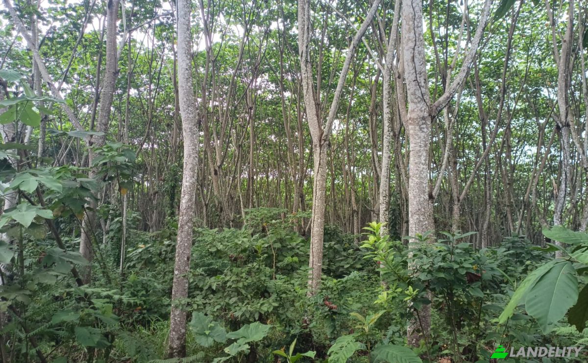 Inversión/Desarrollo en venta E40, Puerto Morona, Tiwintza, Morona-Santiago, Ecuador. Foto 5