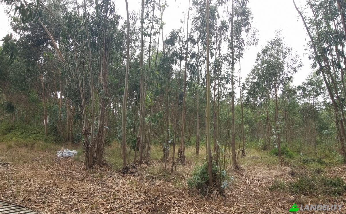 Lote de terreno en venta Rua do Beirao, Moledo, Lourinha, Lisbon, Portugal. Foto 3