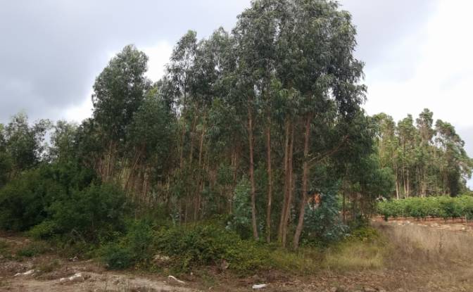Lote de terreno en venta Rua do Beirao, Moledo. Foto#5
