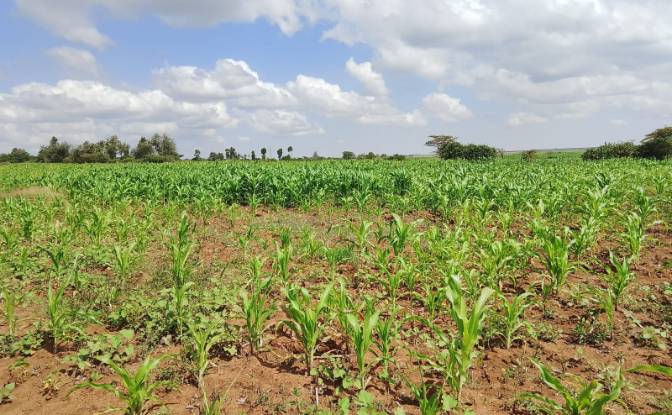 Farm/Ranch for Sale - Sipili Town, Kenya