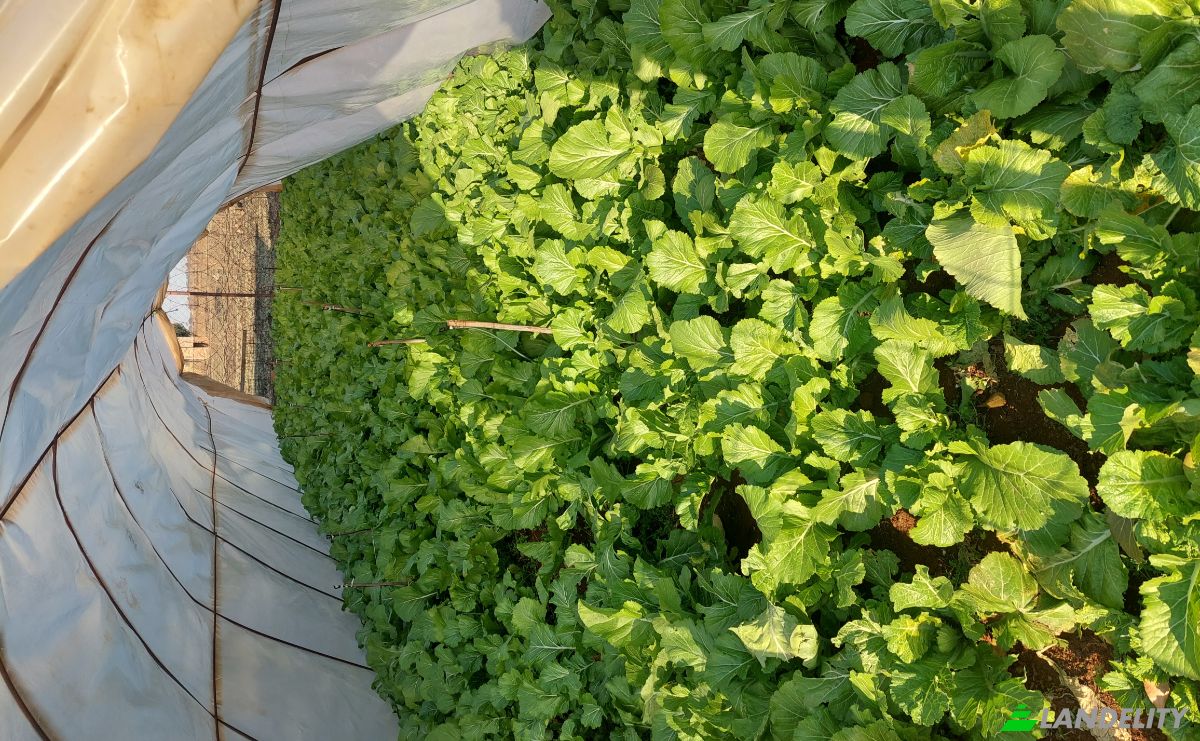 Земля/Ділянка продаж Aster Rd, Welgedacht SH, Springs, Ekurhuleni Metropolitan Municipality, Gauteng, South Africa. Фото 5