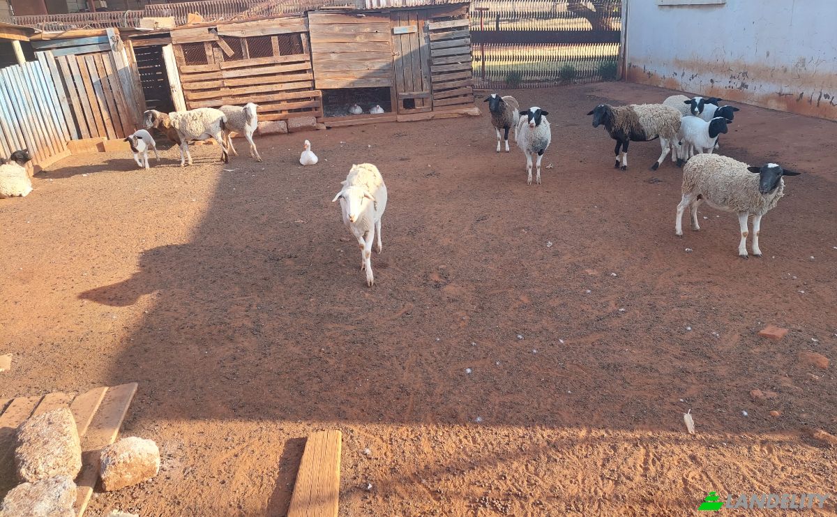 Земля/Ділянка продаж Aster Rd, Welgedacht SH, Springs, Ekurhuleni Metropolitan Municipality, Gauteng, South Africa. Фото 6