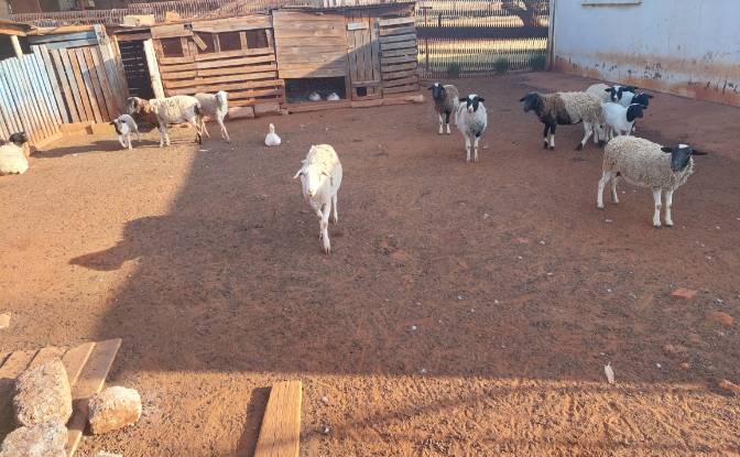 Земля/Ділянка продаж Aster Rd, Welgedacht SH. Фото#6 Земля/Ділянка продаж Aster Rd, Welgedacht SH. Фото#6