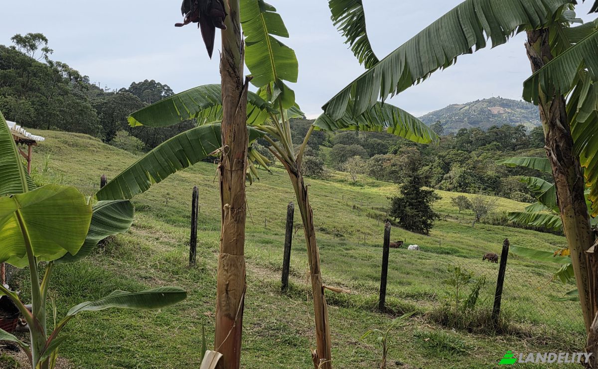 Compartilhamento de tempo à venda Puente Iglesias, Fredonia, Antioquia, Colombia. foto 4