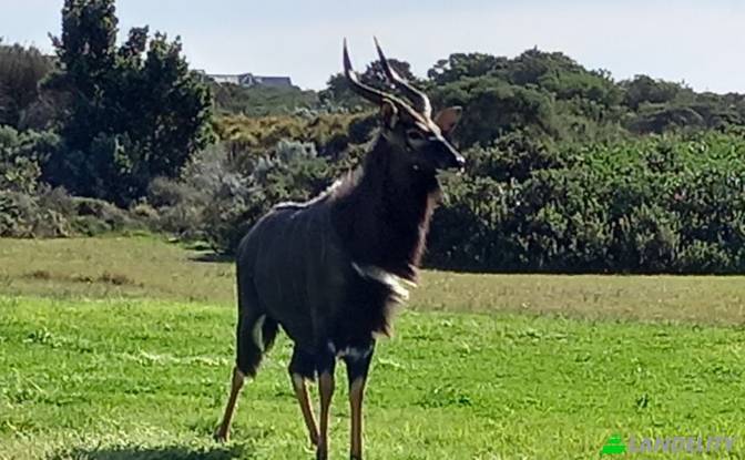 Land/Lot for Sale Ebersohn St, Paradise Beach. Photo#5