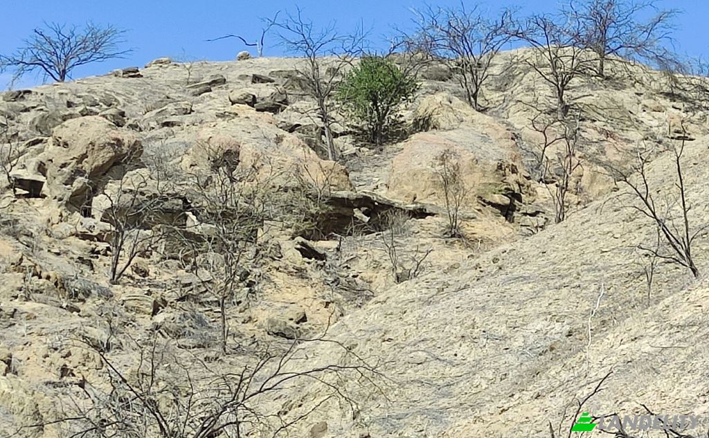 Land/Lot for Sale Carr Barrancos, 24560, Barrancos, Contralmirante Villar Province, Tumbes, Peru. Photo 8