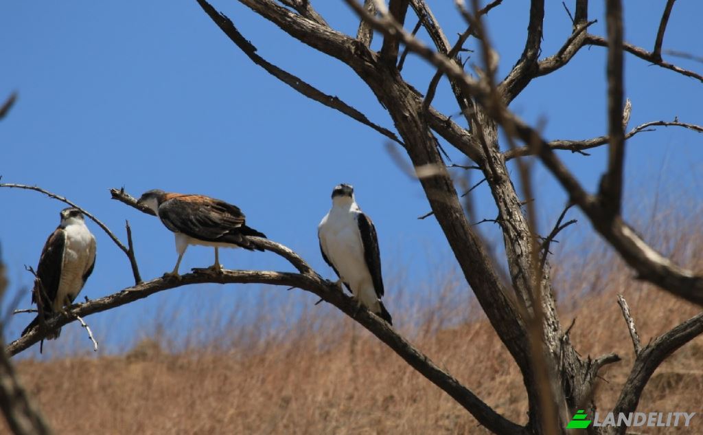 Land/Lot for Sale Carr Barrancos, 24560, Barrancos, Contralmirante Villar Province, Tumbes, Peru. Photo 19