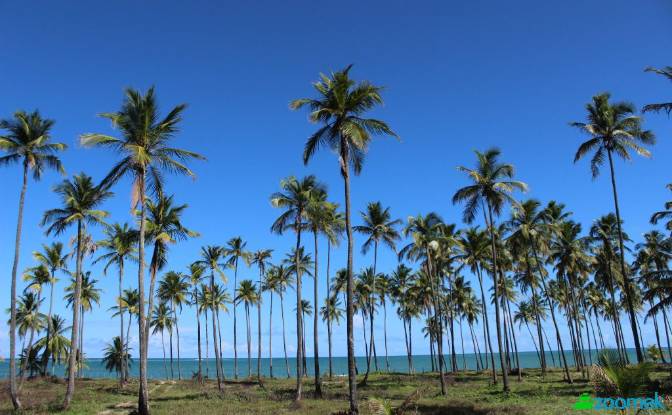 Land/Lot for Sale Barreiros, State of Pernambuco. Photo#3