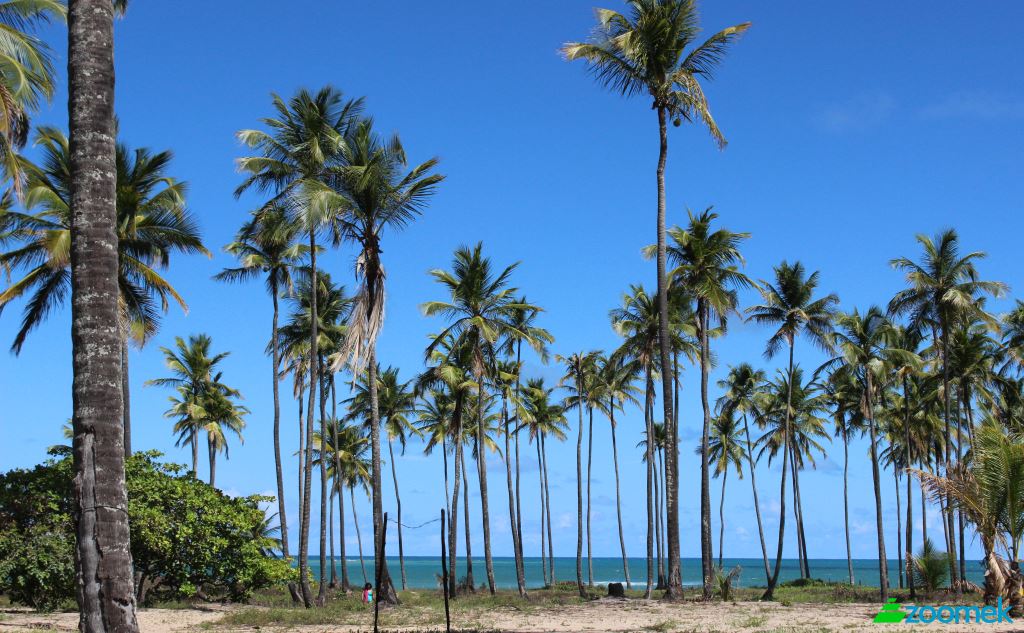 Land/Lot for Sale Barreiros, State of Pernambuco, Brazil, 55560. Photo 4