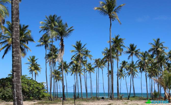 Land/Lot for Sale Barreiros, State of Pernambuco. Photo#4