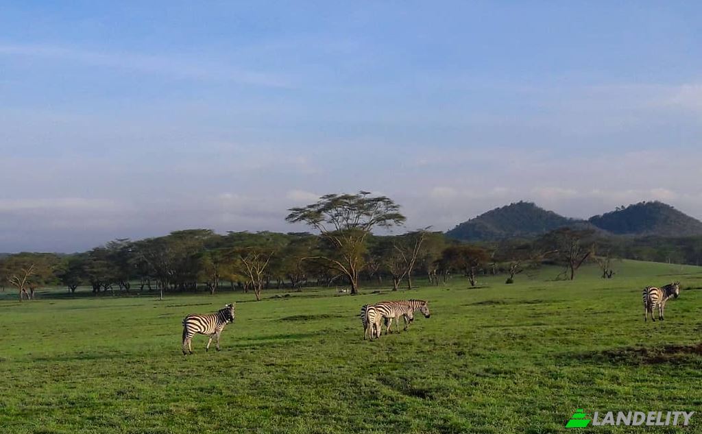 Land/Lot for Sale Tarambete, Kasarani, Naivasha, Nakuru County, Kenya. Photo 8