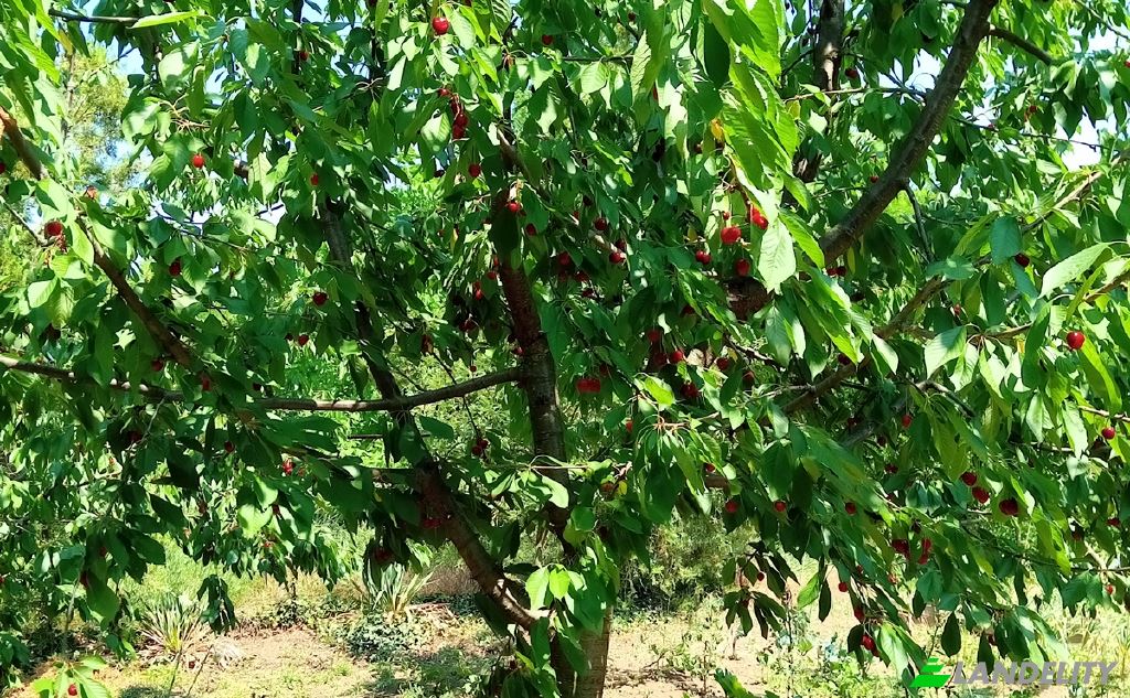 Односімейний будинок продаж Nagyrev, Kunszentmarton District, Jasz-Nagykun-Szolnok, Hungary, Kossuth ut. Фото 4