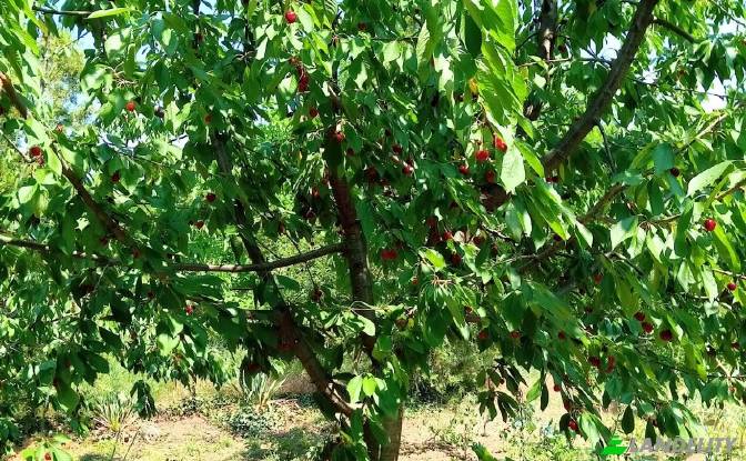 Односімейний будинок продаж Nagyrev. Фото#4