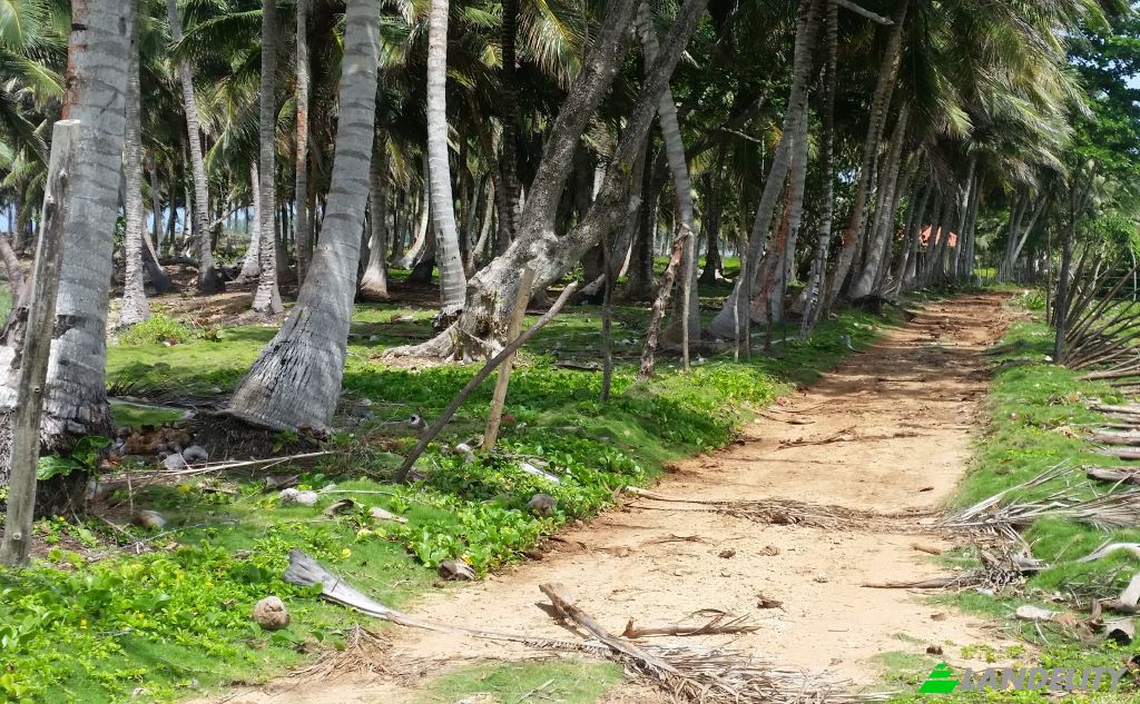 Land/Lot for Sale Via sin nombre, 33000, Baoba del Pinar, Cabrera, Maria Trinidad Sanchez Province, Dominican Republic. Photo 3