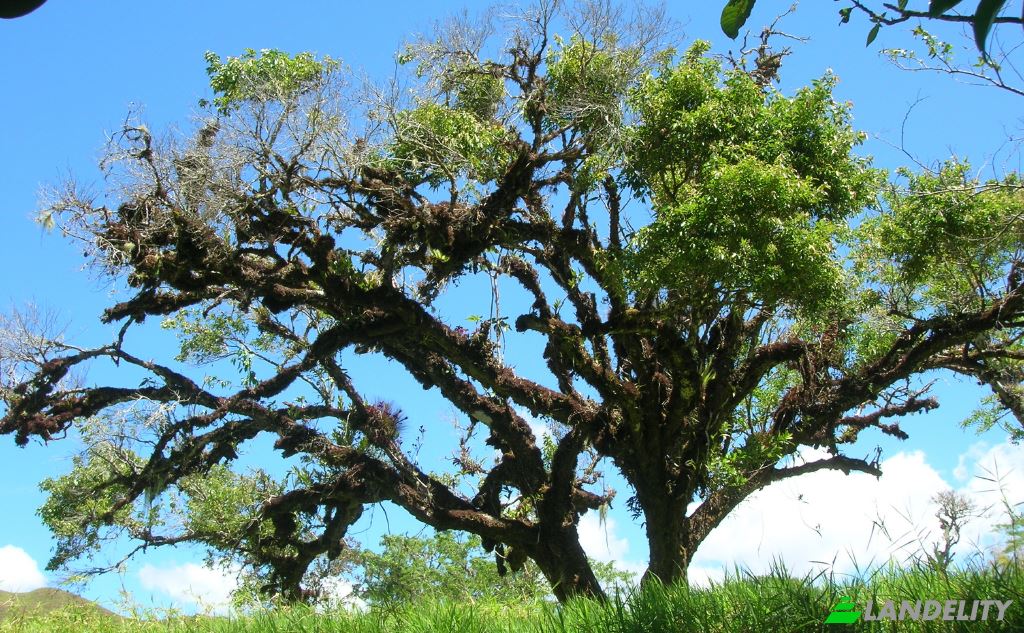 Land/Lot for Sale Manzana 041005, Dominical, Renacimiento District, Chiriqui Province, Panama. Photo 6