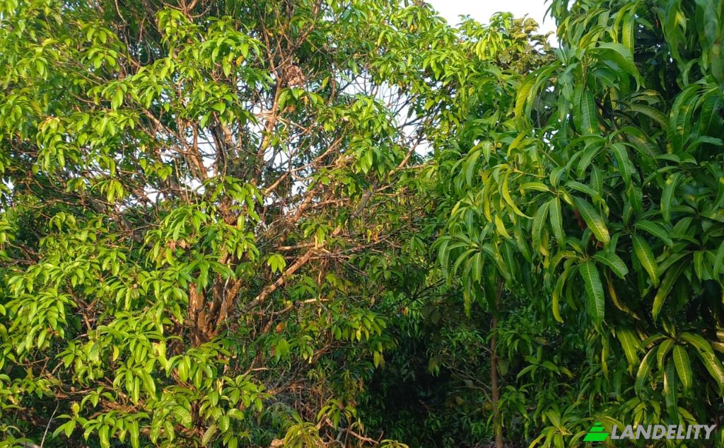 Земля/Ділянка продаж MH SH, Bakale, Konkan Division, Maharashtra, India, Maharashtra 415805. Фото 2