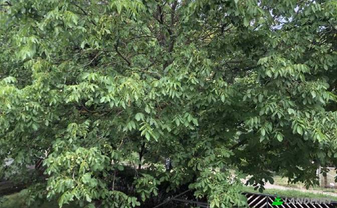 Односімейний будинок продаж Pecs, Pecs District. Фото#20