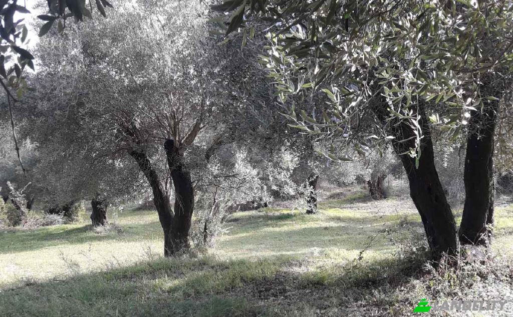 Land/Lot for Sale EparOd Agious Theodorous, Kerkira, Melitiei, Ionian Islands, Decentralized Administration of Peloponnese, Western Greece and the Ionian, Greece. Photo 1