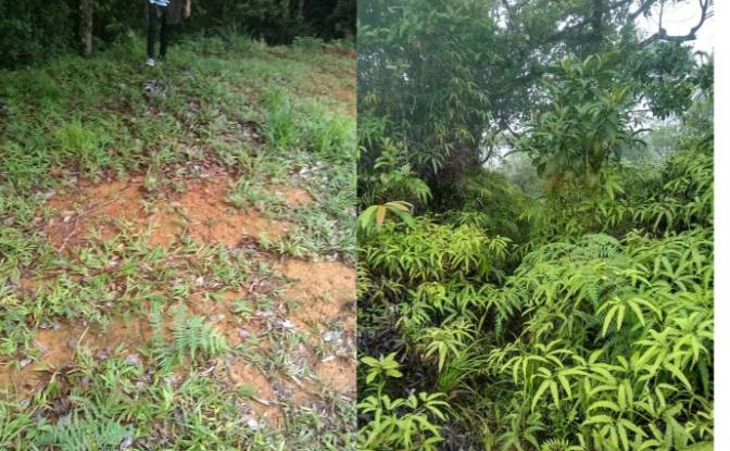 Terreno/Lote à venda - Panama City, Panama Province